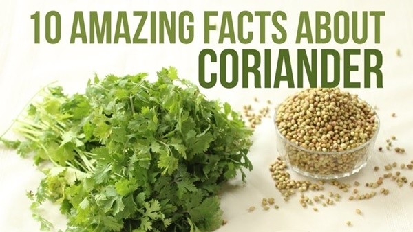 ▲ 고수는 또한 소화기능을 향상시키는 데 효과적이다. 우선 담즙과 같은 소화효소의 분비를 돕고, 위를 튼튼하게 하여 연동 운동을 촉진시킨다.