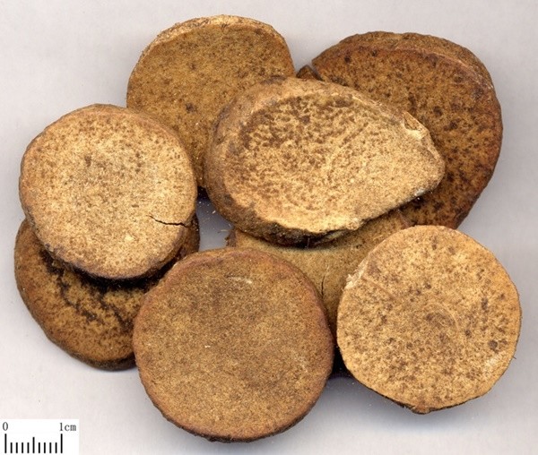 ▲ 택사(澤瀉)는 콜레스테롤 수치를 낮추고, 항산화 효능을 통하여 지질이 산화되어 끈끈해지는 과정을 차단하는 효능이 있다.